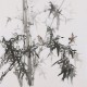 Ink Bamboo - CNAG005889