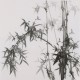 Ink Bamboo - CNAG005891