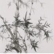 Ink Bamboo - CNAG005892