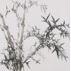 Ink Bamboo - CNAG005893