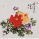 Peony - CNAG005897