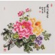 Peony - CNAG005898