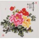 Peony - CNAG005919