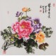 Peony - CNAG005922