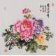 Peony - CNAG005923