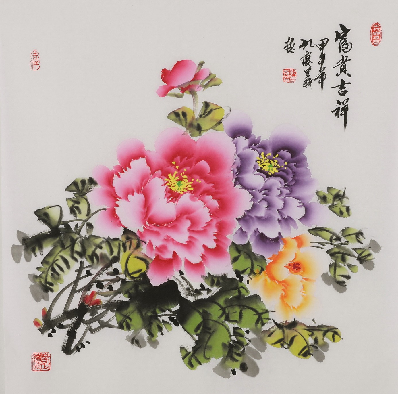Peony - CNAG005923