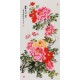 Peony - CNAG000593