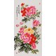 Peony - CNAG000594
