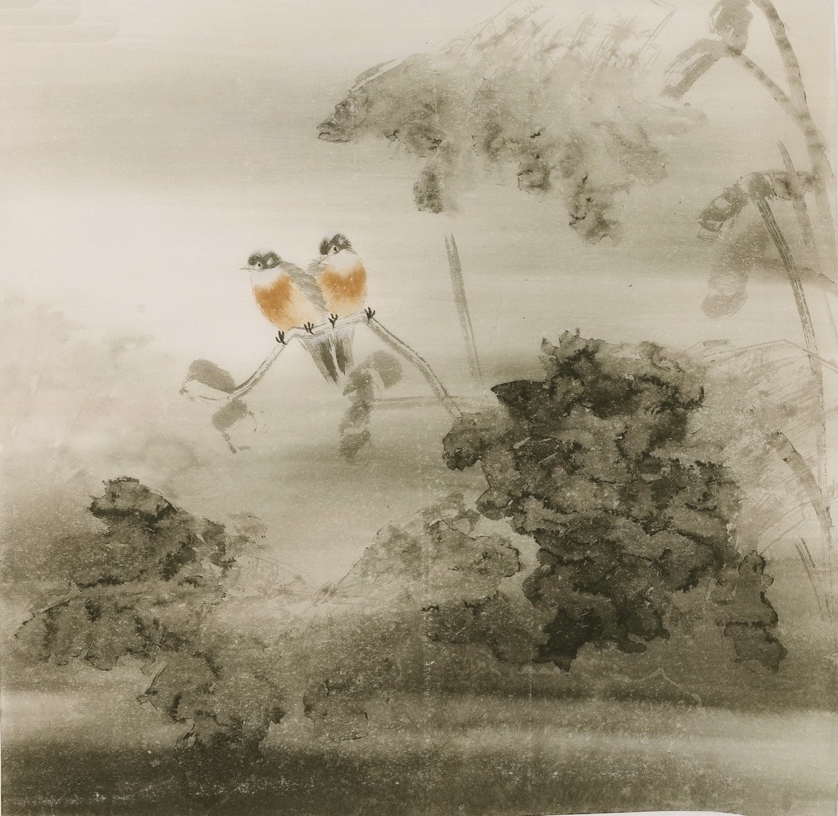 Lotus - CNAG005943