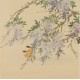 Wisteria - CNAG005959