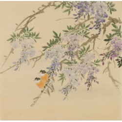 Wisteria - CNAG005959