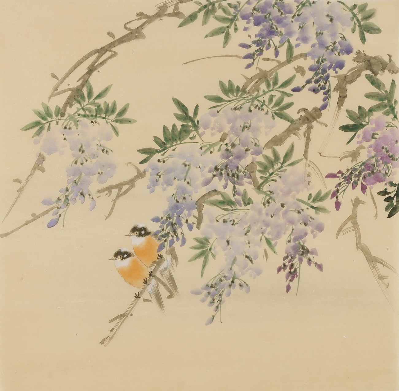 Wisteria - CNAG005959