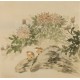 Chrysanthemum - CNAG005969