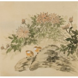 Chrysanthemum - CNAG005969