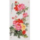 Peony - CNAG000598