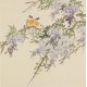 Wisteria - CNAG005976