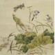 Lotus - CNAG005982