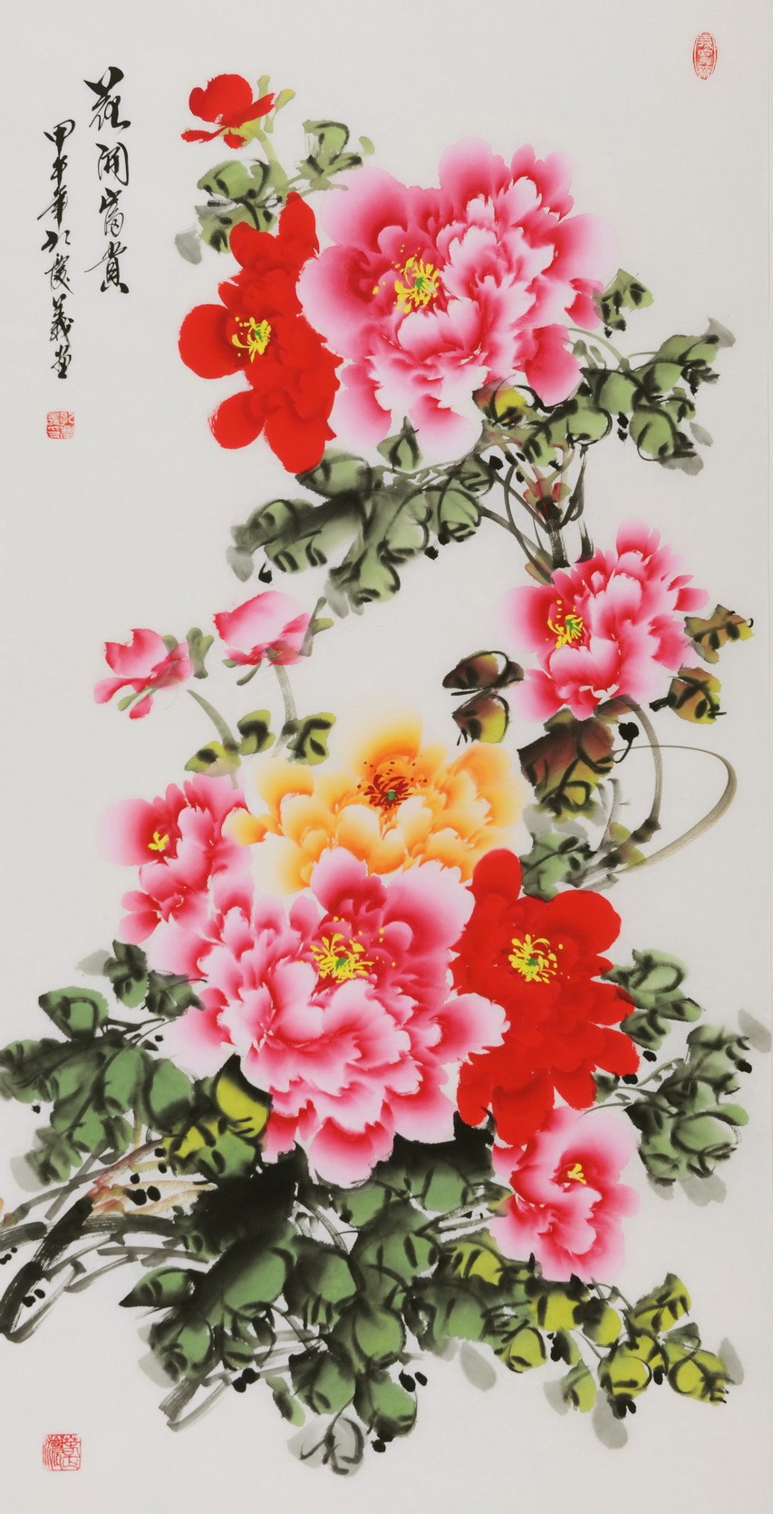 Peony - CNAG000599