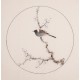 Plum - CNAG005994