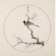 Other Birds - CNAG005997