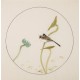 Lotus - CNAG006003