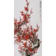 Plum - CNAG000601