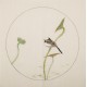 Lotus - CNAG006007
