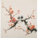 Plum - CNAG006008