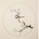 Plum - CNAG006011