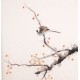 Other Birds - CNAG006016