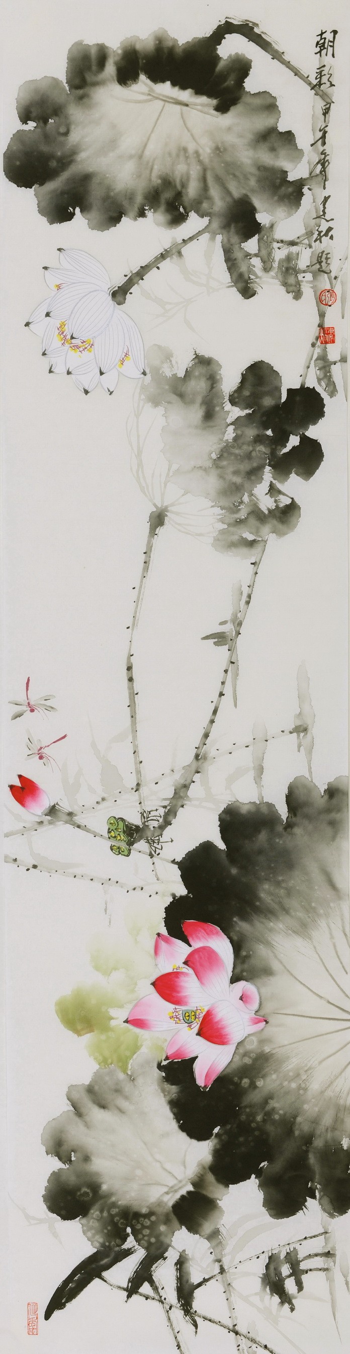 Lotus - CNAG000603
