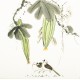 Other Birds - CNAG006039