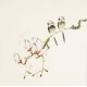 Other Birds - CNAG006044