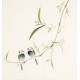 Other Birds - CNAG006046