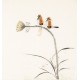 Other Birds - CNAG006053