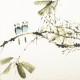 Other Birds - CNAG006060