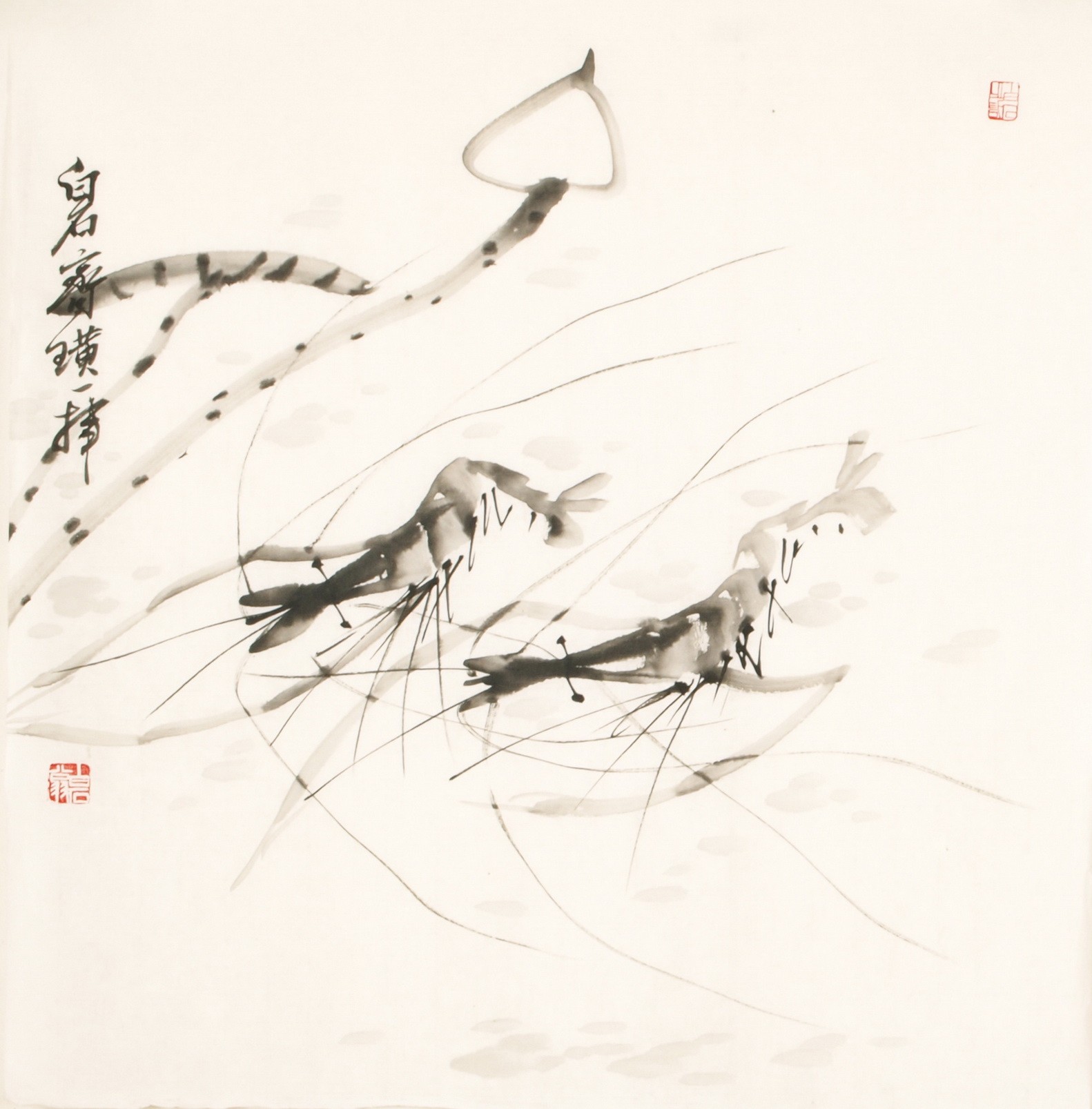 Shrimp - CNAG006074