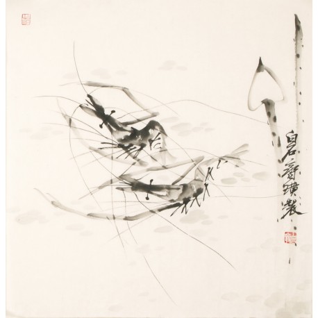 Shrimp - CNAG006077