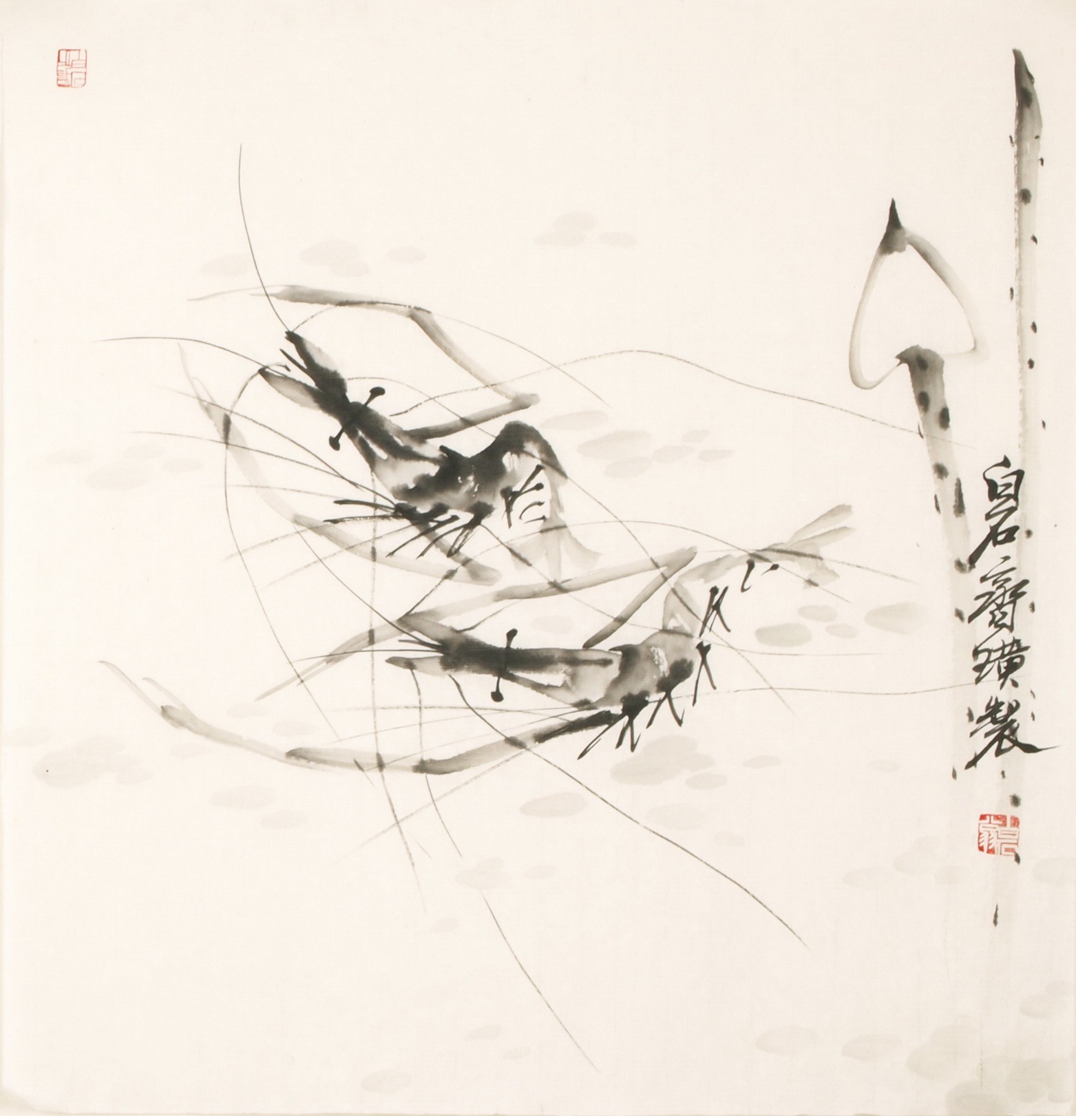 Shrimp - CNAG006077
