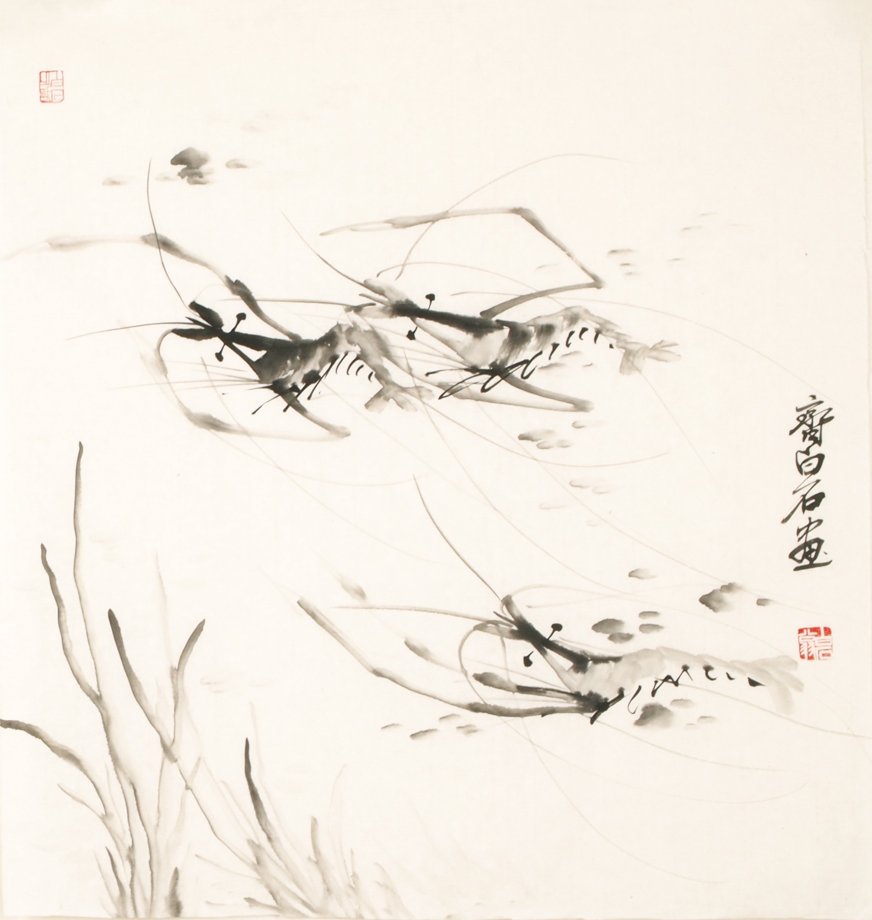 Shrimp - CNAG006082
