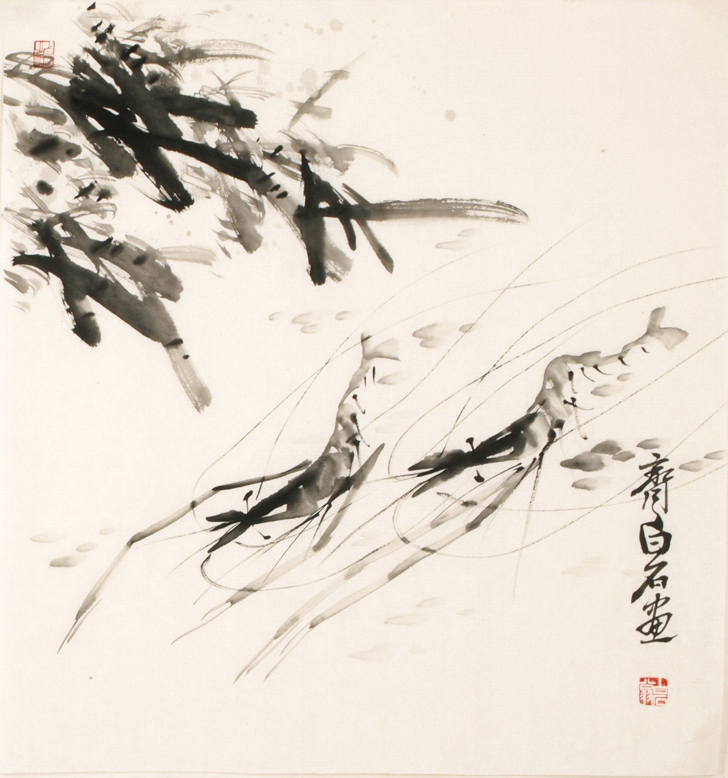 Shrimp - CNAG006083