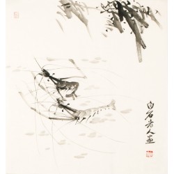 Shrimp - CNAG006084