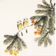 Other Birds - CNAG006088