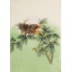 Peony - CNAG006098