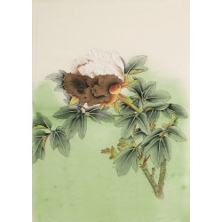 Peony - CNAG006098