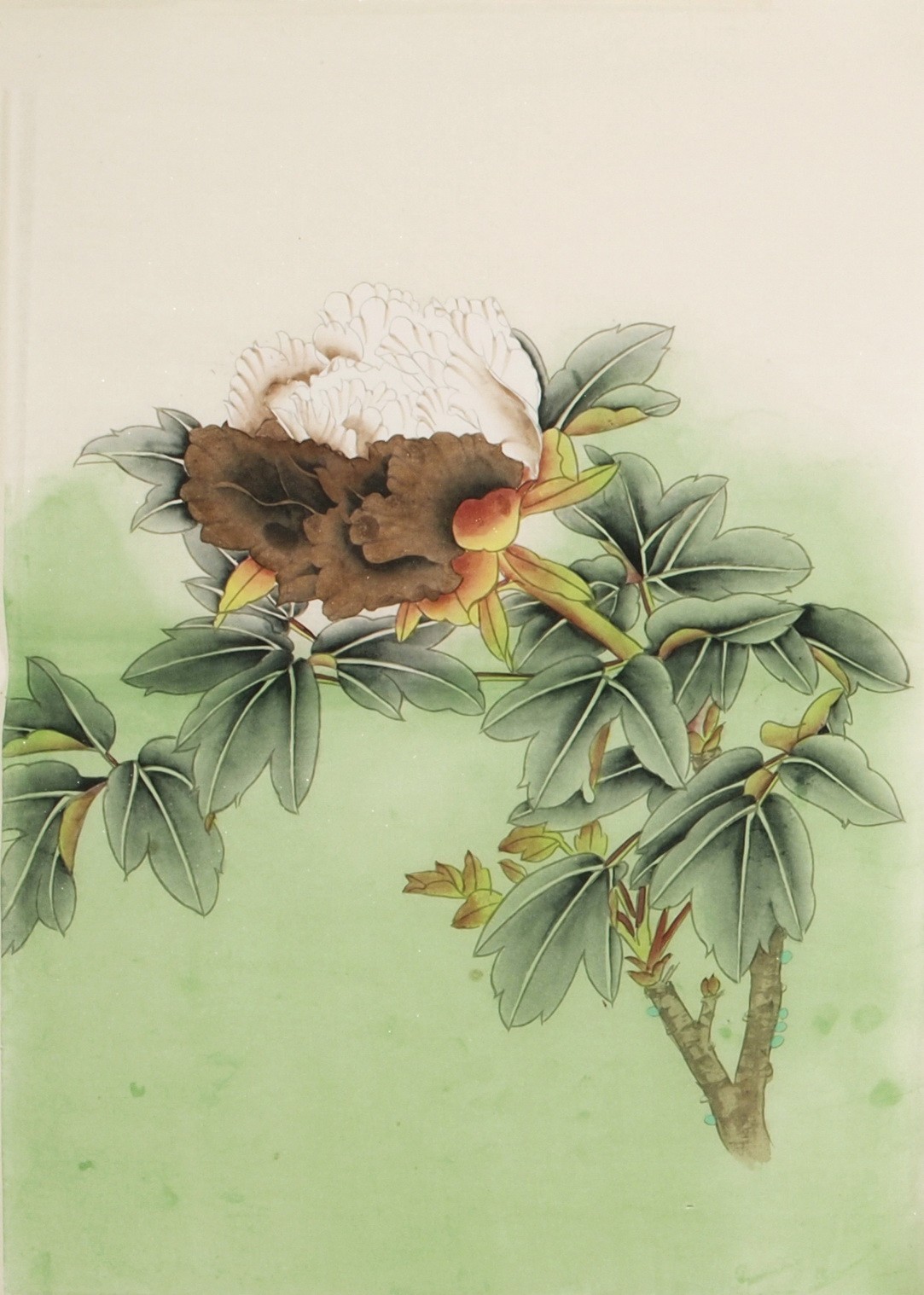 Peony - CNAG006098