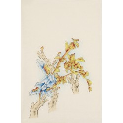 Peony - CNAG006099