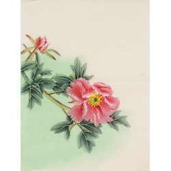 Peony - CNAG006118