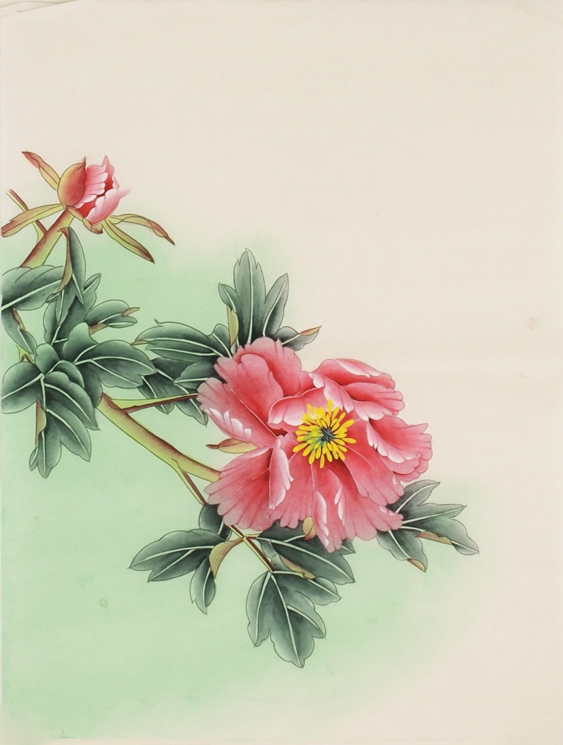 Peony - CNAG006118