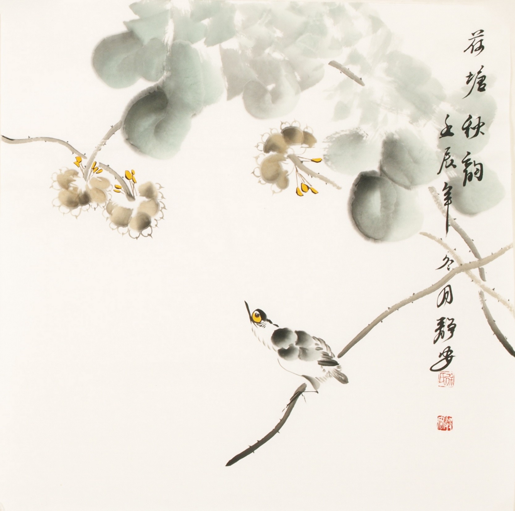 Lotus - CNAG006129